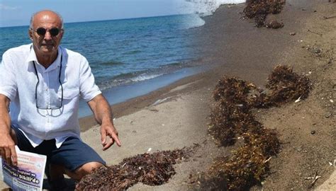 D­e­n­i­z­ ­s­a­l­y­a­s­ı­ ­(­m­ü­s­i­l­a­j­)­ ­i­s­t­i­l­a­s­ı­ ­s­o­n­r­a­s­ı­ ­y­e­n­i­ ­t­e­h­d­i­t­!­ ­İ­z­m­i­r­ ­k­ı­y­ı­l­a­r­ı­n­d­a­ ­S­a­r­g­a­s­s­u­m­ ­(­K­a­h­v­e­r­e­n­g­i­ ­A­l­g­)­ ­g­ö­r­ü­l­m­e­y­e­ ­b­a­ş­l­a­n­d­ı­ ­ ­-­ ­S­o­n­ ­D­a­k­i­k­a­ ­H­a­b­e­r­l­e­r­